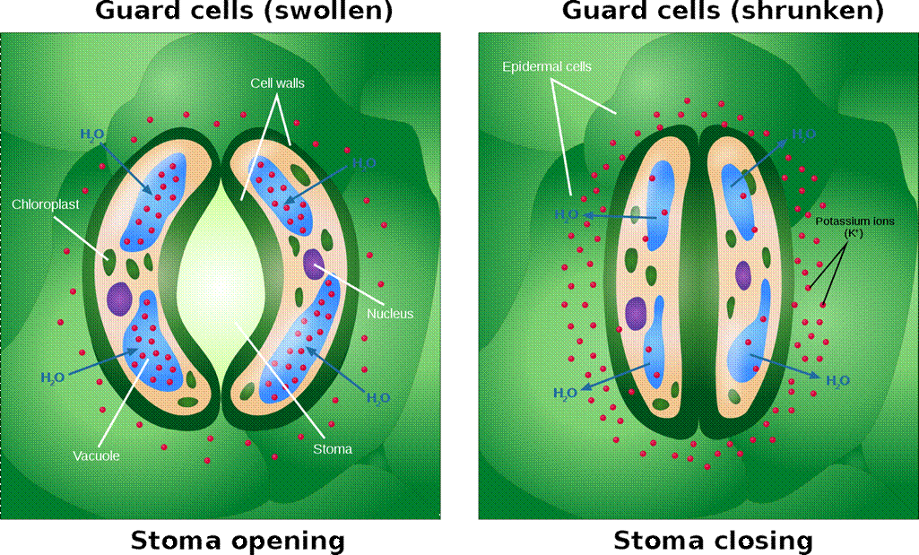 Text on graphic: Guard cells (swollen) Stoma opening. Guard cells (shrunken) Stoma closing 