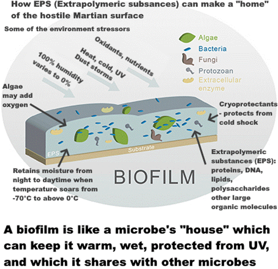 Text on graphic: How EPS (extrapolymeric substances) can make a “home” of the hostile Martian surface. Some of the environment stressors 100% humidity varies to 0% Heat, cold, UV, dust storms Oxidants, nutrients Algae may add oxygen Retains moisture from night to daytime when temperature soars from -70°C to above 0°C. Cryoprotectants - protects from cold shock Extrapolymeric substances (EPS): proteins, DNA, lipids, polysaccharides, other large organic molecules.  A biofilm is like a microbe's house which can keep it warm, wet, protected from UV, and which it shares with other microbes
