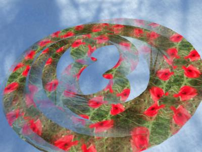 poppies and snow shadows ... Click to get back to small image