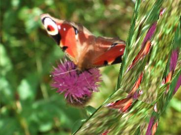 Butterfly dreams ... Click for large image